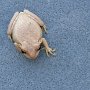 <p align=left>Une bibitte rare: une grenouille, albinos sans doute, est tombée de notre auvent.